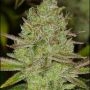 Chem Lem Regular Marijuana Strain by Dark Horse Genetics For Sale Online at Cannabis Seeds Outlet