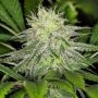 Dark Horse Genetics Chem Lem Smoke Buds Weed Ganja Skunk Dope Pot Images Pics Nuggets
