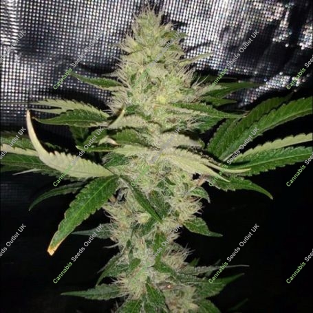 Cry Baby Regular Marijuana Strain by Dark Horse Genetics For Sale Online at Cannabis Seeds Outlet