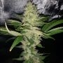 Cry Baby Regular Marijuana Strain by Dark Horse Genetics For Sale Online at Cannabis Seeds Outlet