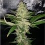 Dark Horse Genetics Cry Baby Smoke Buds Weed Ganja Skunk Dope Pot Images Pics Nuggets