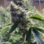 Dranoz Regular Marijuana Strain by Dark Horse Genetics For Sale Online at Cannabis Seeds Outlet
