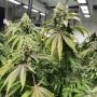 Dark Horse Genetics Dranoz Smoke Buds Weed Ganja Skunk Dope Pot Images Pics Nuggets