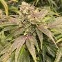 Dranoz Regular by Dark Horse Genetics THC Content Potency Strength CBD Height Yield Flowering Time Indica Sativa Genetics