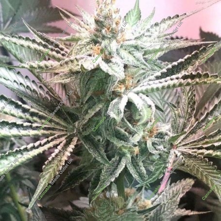 Galactus Regular Marijuana Strain by Dark Horse Genetics For Sale Online at Cannabis Seeds Outlet