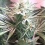 Galactus Regular Marijuana Strain by Dark Horse Genetics For Sale Online at Cannabis Seeds Outlet