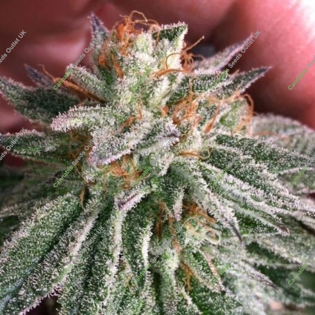 Grape Smash Regular Marijuana Strain by Dark Horse Genetics For Sale Online at Cannabis Seeds Outlet