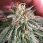 Grape Smash Regular Marijuana Strain by Dark Horse Genetics For Sale Online at Cannabis Seeds Outlet