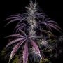 Dark Horse Genetics Grape Smash Smoke Buds Weed Ganja Skunk Dope Pot Images Pics Nuggets