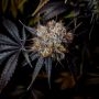 Grape Smash Regular by Dark Horse Genetics THC Content Potency Strength CBD Height Yield Flowering Time Indica Sativa Genetics