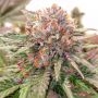 Hulkmania Regular Marijuana Strain by Dark Horse Genetics For Sale Online at Cannabis Seeds Outlet