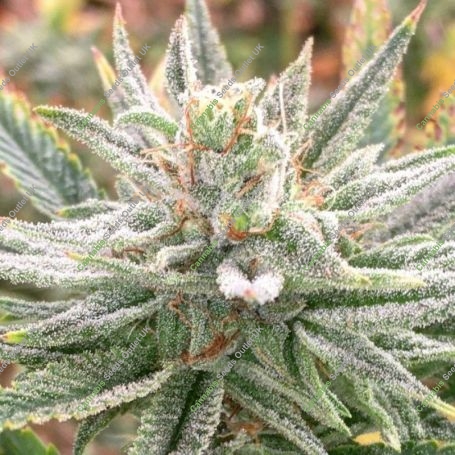 Lazar 115 Regular Marijuana Strain by Dark Horse Genetics For Sale Online at Cannabis Seeds Outlet