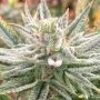 Lazar 115 Regular Marijuana Strain by Dark Horse Genetics For Sale Online at Cannabis Seeds Outlet