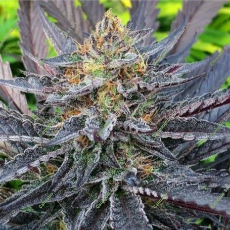 Lemon Drop Cookies Regular Marijuana Strain by Dark Horse Genetics For Sale Online at Cannabis Seeds Outlet