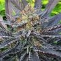 Lemon Drop Cookies Regular Marijuana Strain by Dark Horse Genetics For Sale Online at Cannabis Seeds Outlet