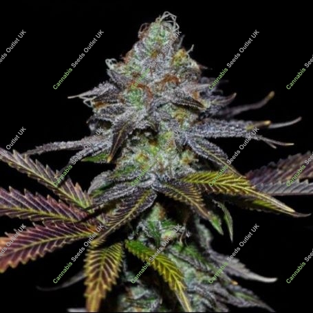 Lemon Twizzler Regular Marijuana Strain by Dark Horse Genetics For Sale Online at Cannabis Seeds Outlet