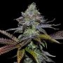 Lemon Twizzler Regular Marijuana Strain by Dark Horse Genetics For Sale Online at Cannabis Seeds Outlet