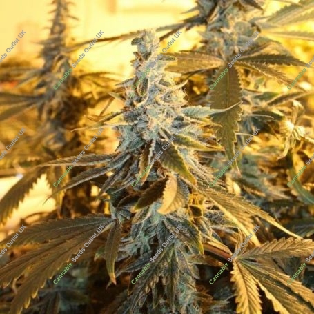 Orange Blossom Fizz Regular Marijuana Strain by Dark Horse Genetics For Sale Online at Cannabis Seeds Outlet