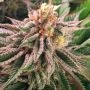 Dark Horse Genetics Orange Blossom Fizz Smoke Buds Weed Ganja Skunk Dope Pot Images Pics Nuggets