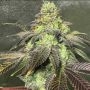 Party Monzter Regular Marijuana Strain by Dark Horse Genetics For Sale Online at Cannabis Seeds Outlet