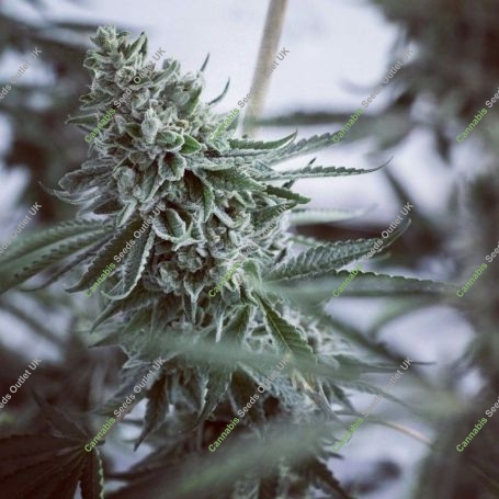 Randy Zavage Regular Marijuana Strain by Dark Horse Genetics For Sale Online at Cannabis Seeds Outlet