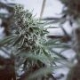 Randy Zavage Regular Marijuana Strain by Dark Horse Genetics For Sale Online at Cannabis Seeds Outlet