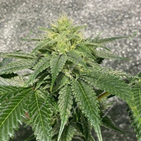 Reality Ztone Regular Marijuana Strain by Dark Horse Genetics For Sale Online at Cannabis Seeds Outlet