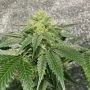 Reality Ztone Regular Marijuana Strain by Dark Horse Genetics For Sale Online at Cannabis Seeds Outlet