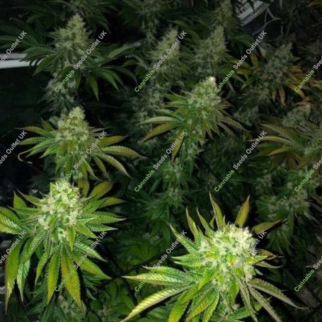 Roid Rage Regular Marijuana Strain by Dark Horse Genetics For Sale Online at Cannabis Seeds Outlet