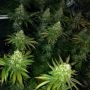 Dark Horse Genetics Roid Rage Smoke Buds Weed Ganja Skunk Dope Pot Images Pics Nuggets