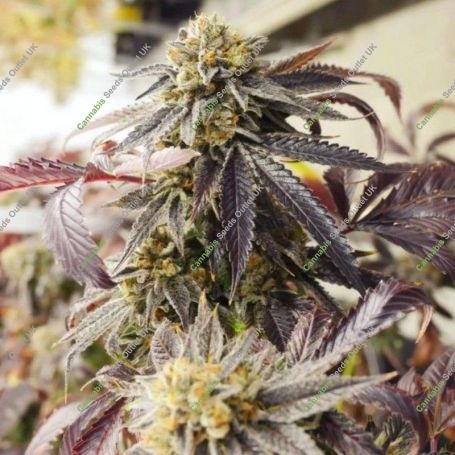 Sagerbloom Haze F2 Regular Marijuana Strain by Dark Horse Genetics For Sale Online at Cannabis Seeds Outlet
