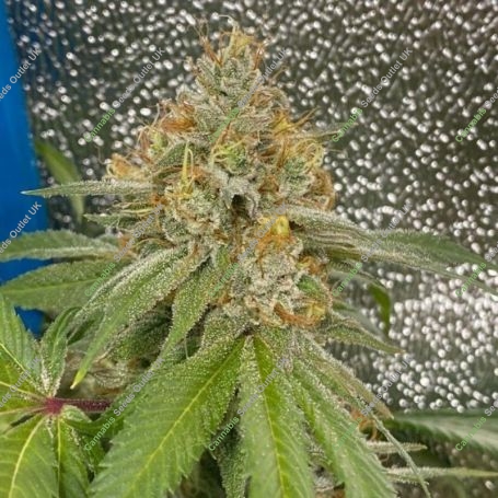 Space Ztone Regular Marijuana Strain by Dark Horse Genetics For Sale Online at Cannabis Seeds Outlet