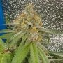 Space Ztone Regular Marijuana Strain by Dark Horse Genetics For Sale Online at Cannabis Seeds Outlet