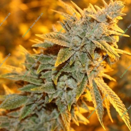 Strawberry Glue Regular Marijuana Strain by Dark Horse Genetics For Sale Online at Cannabis Seeds Outlet