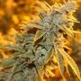 Strawberry Glue Regular Marijuana Strain by Dark Horse Genetics For Sale Online at Cannabis Seeds Outlet