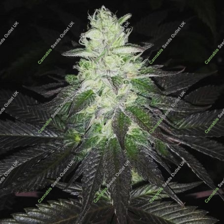 Super Zolider Serum Regular Marijuana Strain by Dark Horse Genetics For Sale Online at Cannabis Seeds Outlet