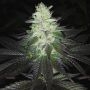 Super Zolider Serum Regular Marijuana Strain by Dark Horse Genetics For Sale Online at Cannabis Seeds Outlet