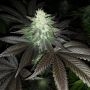 Dark Horse Genetics Super Zolider Serum Smoke Buds Weed Ganja Skunk Dope Pot Images Pics Nuggets