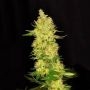 Dark Horse Genetics Symbiote Smoke Buds Weed Ganja Skunk Dope Pot Images Pics Nuggets