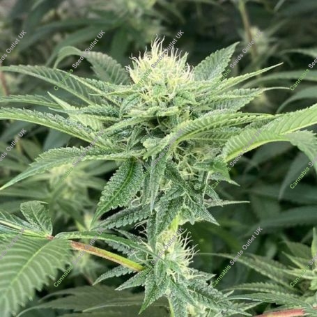 Time Ztone Regular Marijuana Strain by Dark Horse Genetics For Sale Online at Cannabis Seeds Outlet