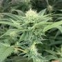 Time Ztone Regular Marijuana Strain by Dark Horse Genetics For Sale Online at Cannabis Seeds Outlet