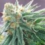 Vitamin C Regular Marijuana Strain by Dark Horse Genetics For Sale Online at Cannabis Seeds Outlet