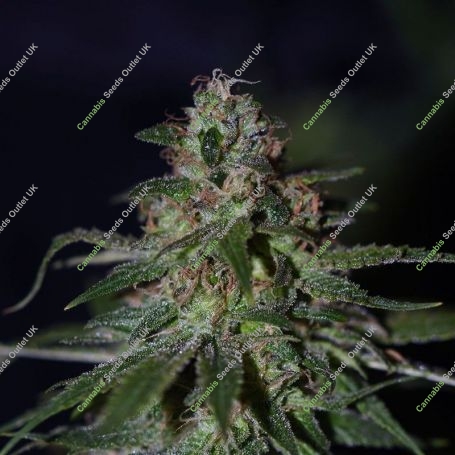 Blue Bubble Berry Feminized Marijuana Strain by Dready Seeds For Sale Online at Cannabis Seeds Outlet