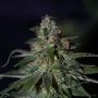 Blue Bubble Berry Feminized Marijuana Strain by Dready Seeds For Sale Online at Cannabis Seeds Outlet
