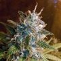 Dready Seeds Blue Bubble Berry Smoke Buds Weed Ganja Skunk Dope Pot Images Pics Nuggets