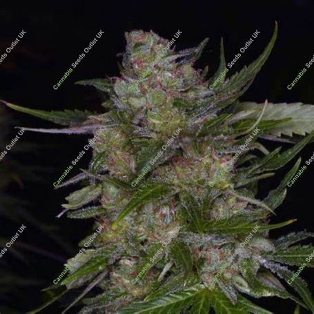 Dready Berry Feminized Marijuana Strain by Dready Seeds For Sale Online at Cannabis Seeds Outlet