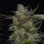 Dready Berry Feminized Marijuana Strain by Dready Seeds For Sale Online at Cannabis Seeds Outlet