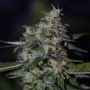 Dready Seeds Dready Berry Smoke Buds Weed Ganja Skunk Dope Pot Images Pics Nuggets