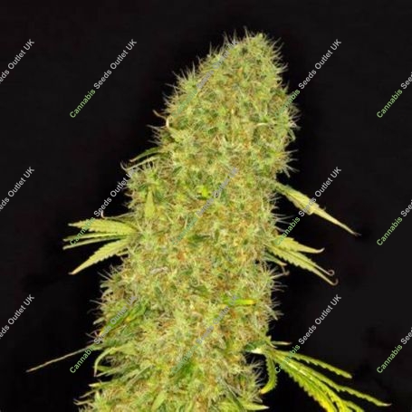 Mango Jack Feminized Marijuana Strain by Dready Seeds For Sale Online at Cannabis Seeds Outlet