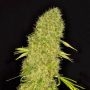 Mango Jack Feminized Marijuana Strain by Dready Seeds For Sale Online at Cannabis Seeds Outlet